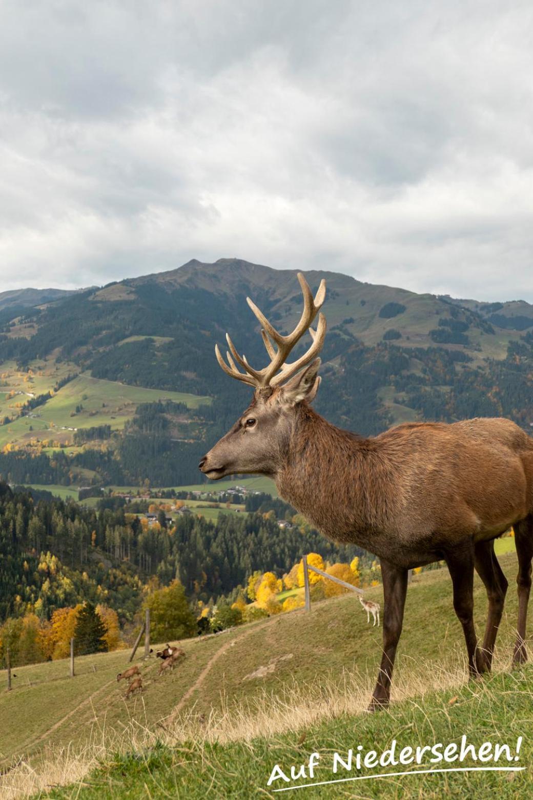 Ferienwohnung Auf Niedersehen - 8 Personen - Kitzbuehler Alpen - Hoehe Tauern Np Hollersbach im Pinzgau Zewnętrze zdjęcie